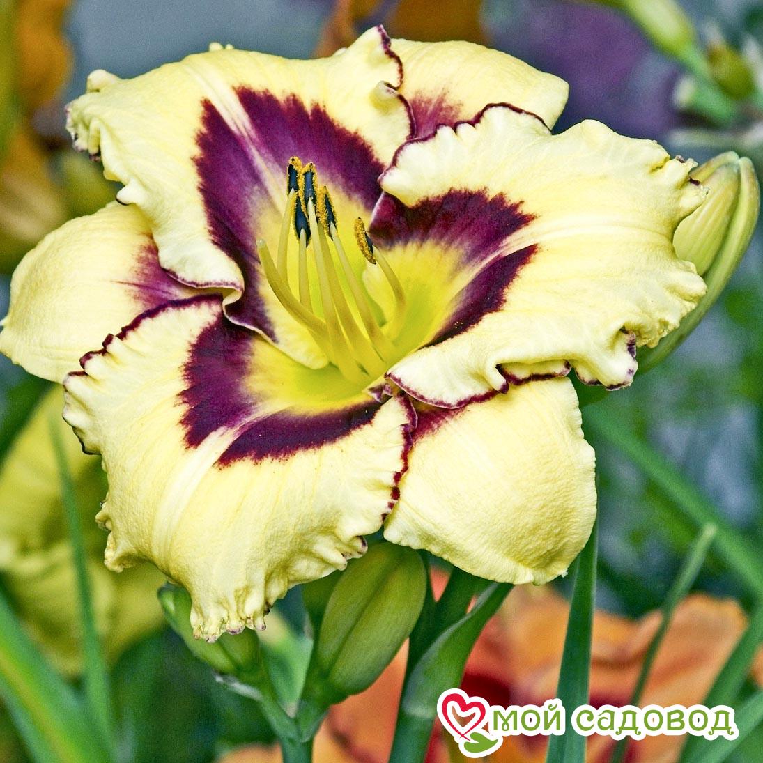 ЛИЛЕЙНИК ЭЛЬ ДЕСПЕРАДО